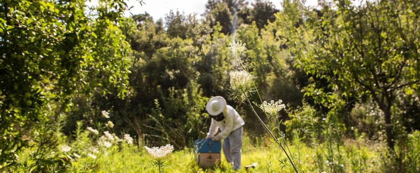 Jardin naturel, favorisant la biodiversité © Bee-naturalles / Unsplash