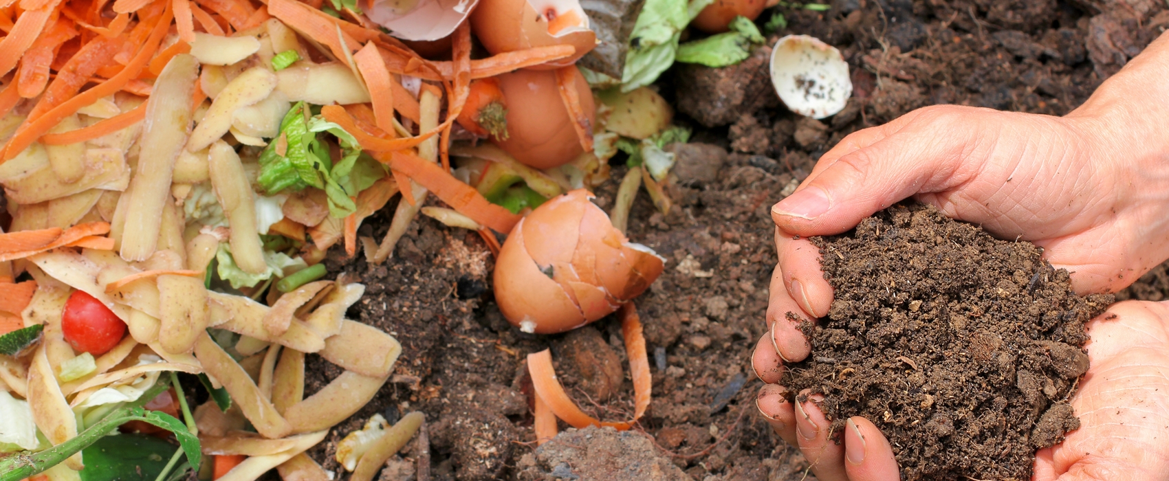 epluchures de légumes, coquilles d'oeuf, compost, mains pleines de terre