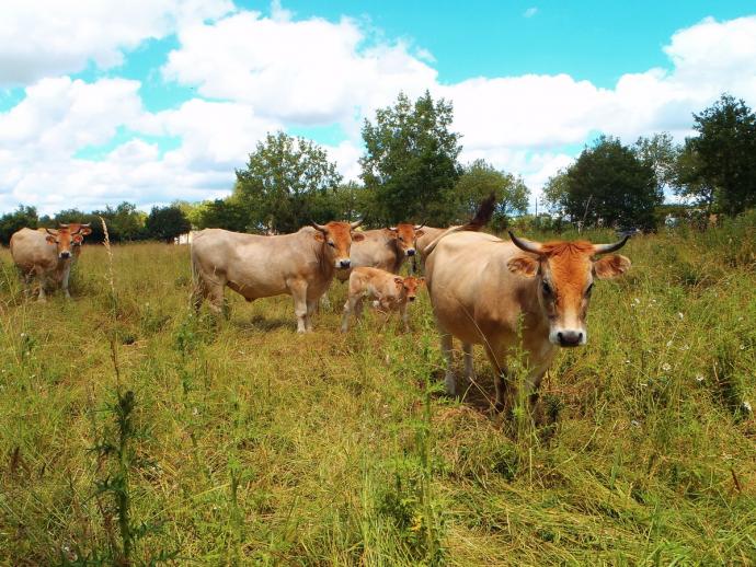 vaches nantaises