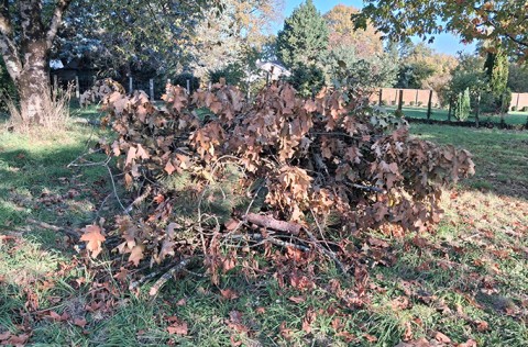 Profitez du broyage de vos végétaux à domicile