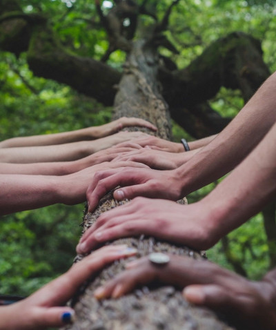 mains sur un tronc d'arbre
