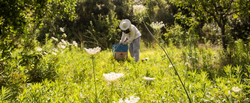 apiculteur, champ de fleurs, nature, campagne