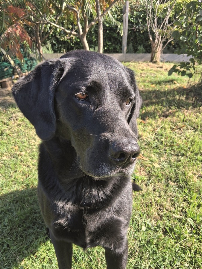 Ricci, chienne de la ferme de Calla
